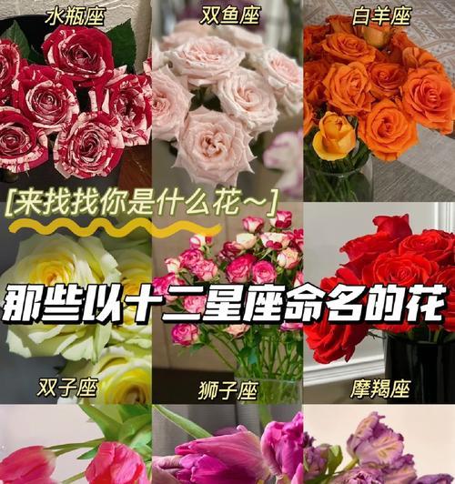 什么花的花语是我还是爱你？哪种花代表我还是爱你？