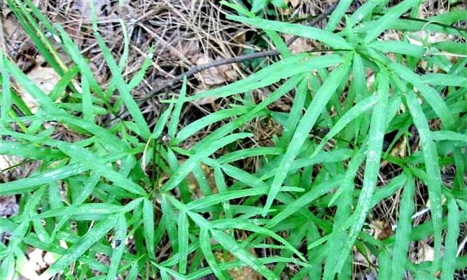 水井中适合种植哪些绿色植物？如何维护？