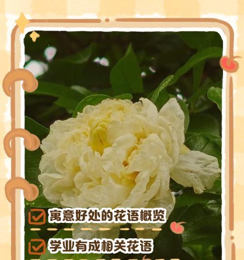 哪些花语能够表达遗憾的情感？