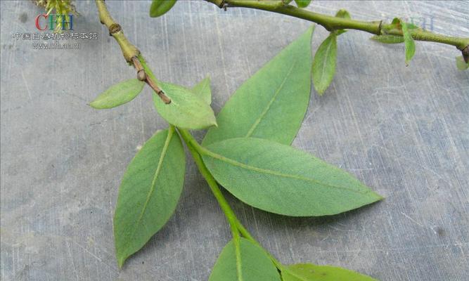 水井中适合种植哪些绿色植物？如何维护？