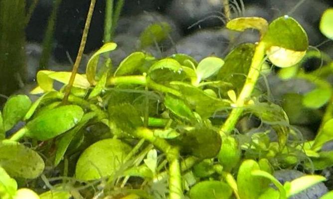 水井中适合种植哪些绿色植物？如何维护？