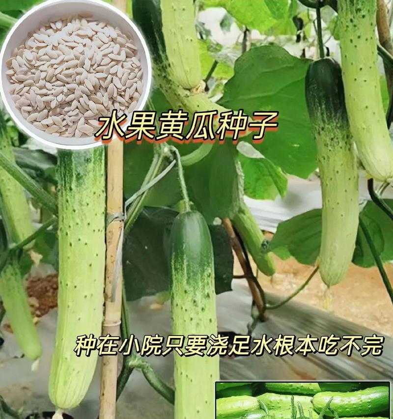 水果种子怎么种？有哪些步骤和注意事项？