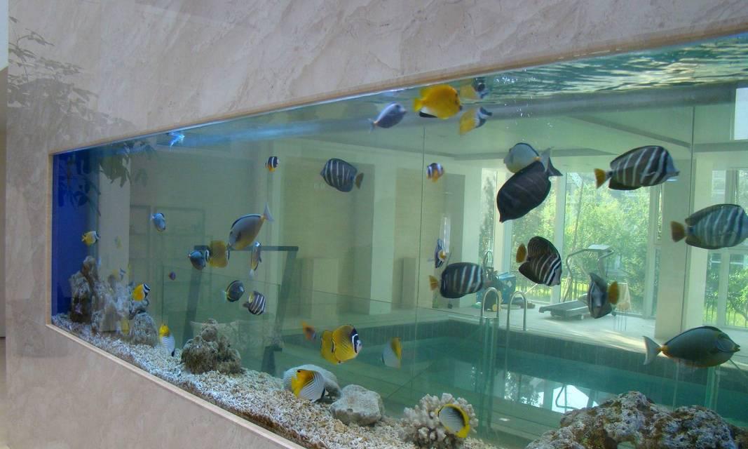 膨珊瑚对水族箱有什么好处？如何正确养殖膨珊瑚？