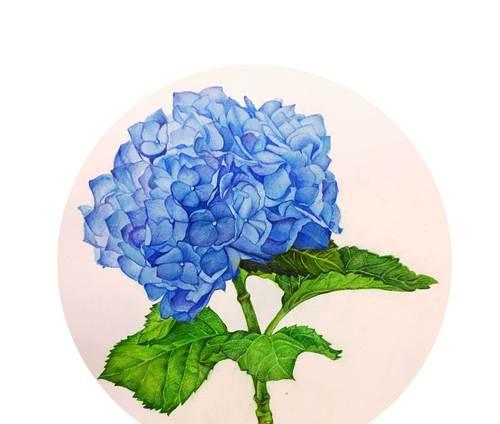表示美的花语是什么？哪种花表示美？