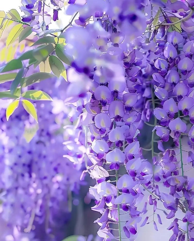 表示美的花语是什么？哪种花表示美？
