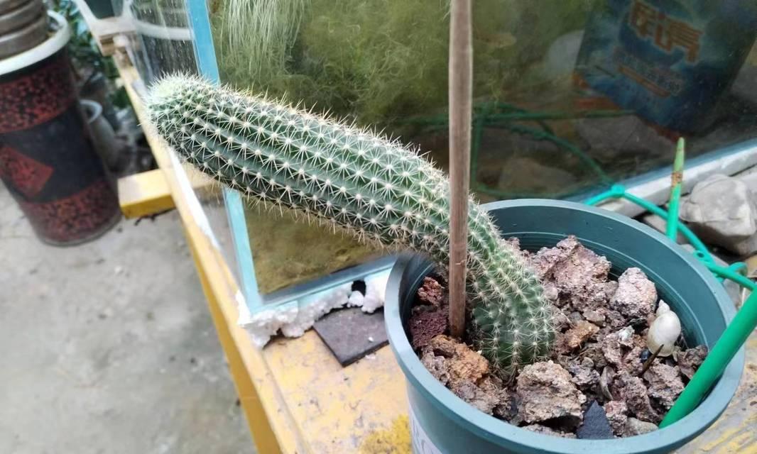 仙人棒的繁殖方法有哪些？繁殖后如何管理？