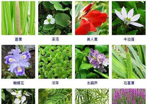 水养植物有哪些？水养植物的种类有哪些？