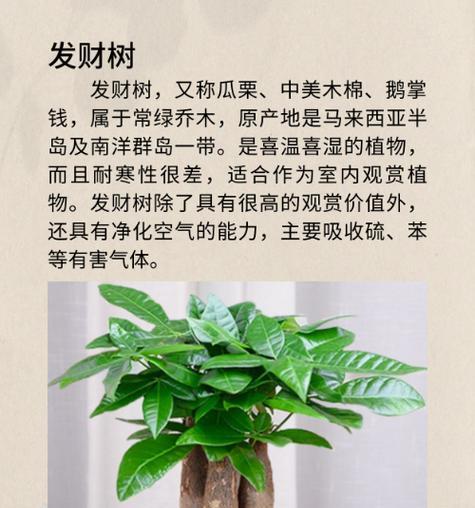 发财树的正确养护方法是什么？