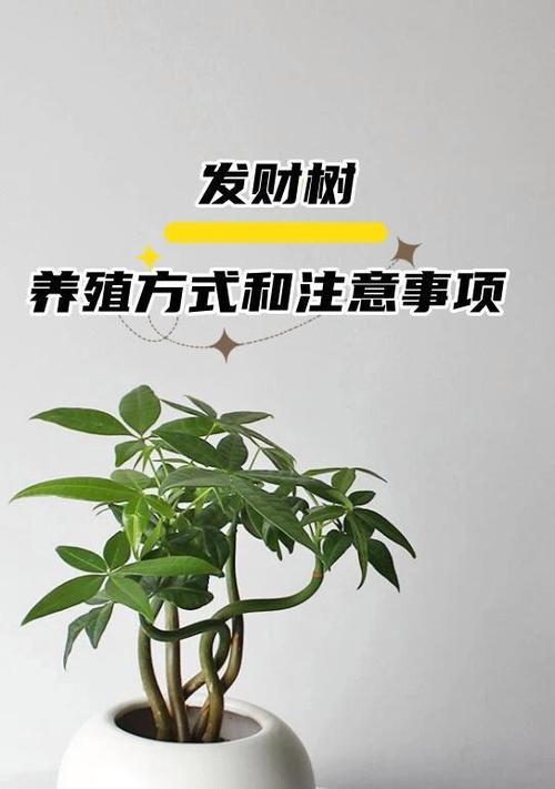 发财树的正确养护方法是什么？