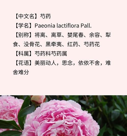 送男长辈什么花合适，其花语是什么？