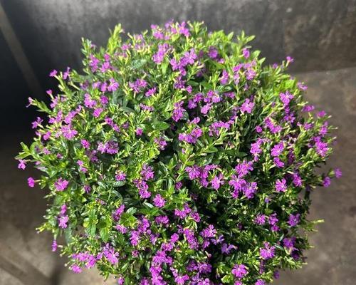 满天星怎么种？种植满天星需要注意哪些事项？