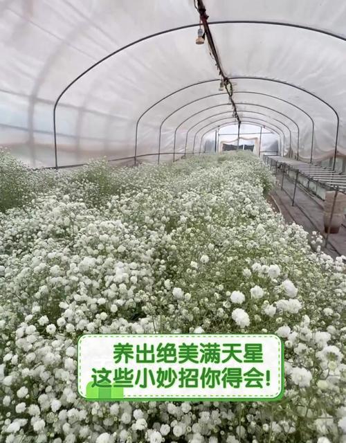 满天星怎么种？种植满天星需要注意哪些事项？