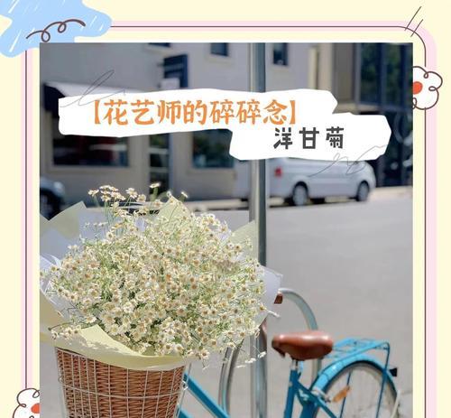 洋甘菊搭配哪种花语最合适？
