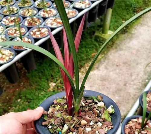 北方兰花草在南方种植的秘诀是什么？如何适应南方气候？