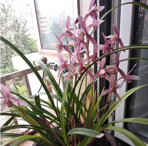 北方兰花草在南方种植的秘诀是什么？如何适应南方气候？