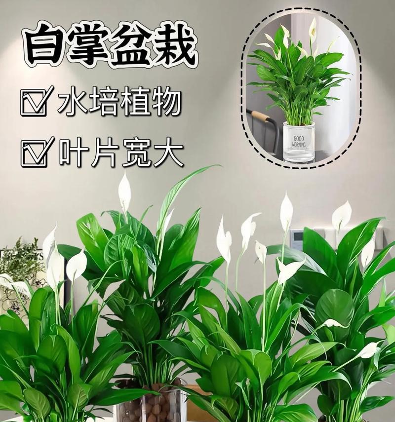 水培白掌如何才能开花？需要哪些条件？