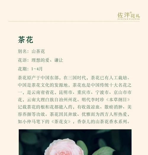 暗中爱恋花语是什么？如何表达隐秘的爱意？