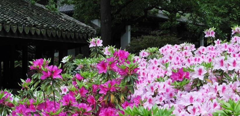 西昌的市花是什么？西昌市花的文化意义和象征是什么？