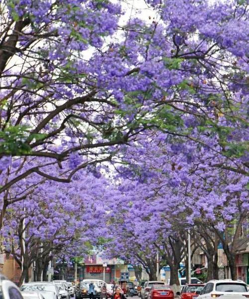 西昌的市花是什么？西昌市花的文化意义和象征是什么？