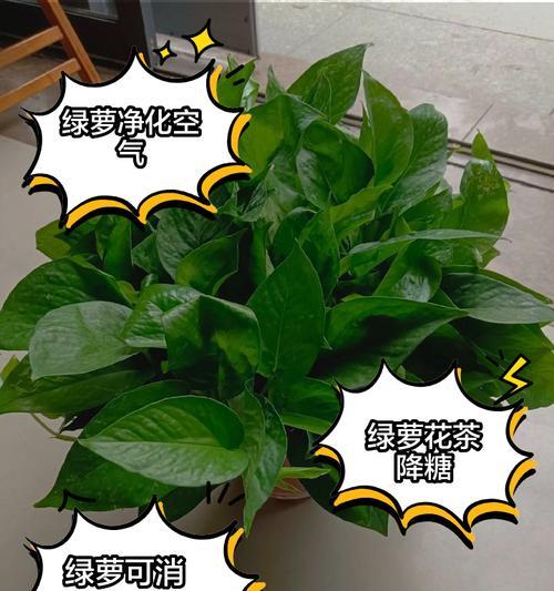 绿萝花的正确培养方法是什么？如何解决绿萝花生长问题？