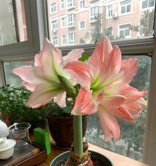 朱顶红用什么花盆？选择花盆时应该考虑哪些因素？