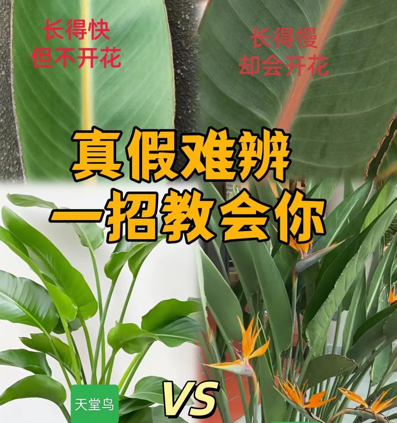 室内种植花卉的推荐和养护技巧是什么？
