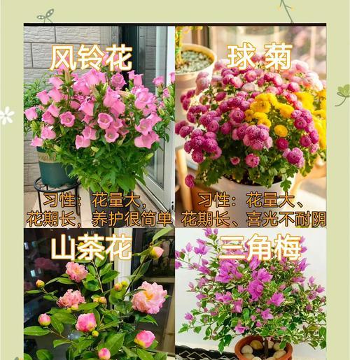 室内种植花卉的推荐和养护技巧是什么？