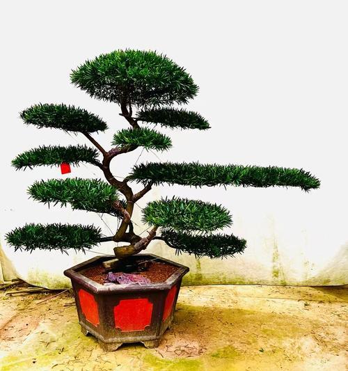 罗汉松修剪的最佳方法和时机是什么？