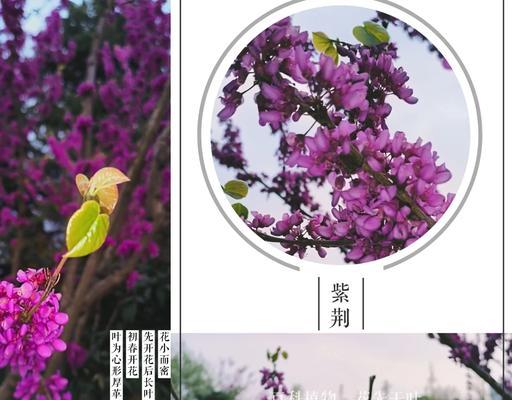 哪些花语既好看又有好的寓意？它们分别代表什么？
