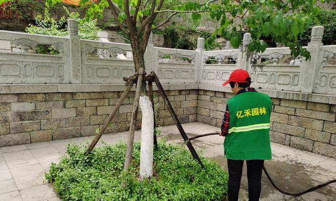 小亮推荐的盆栽植物有哪些？各自的养护要点是什么？