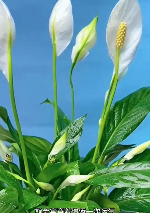 一帆风顺怎么水培？水培一帆风顺的正确方法是什么？