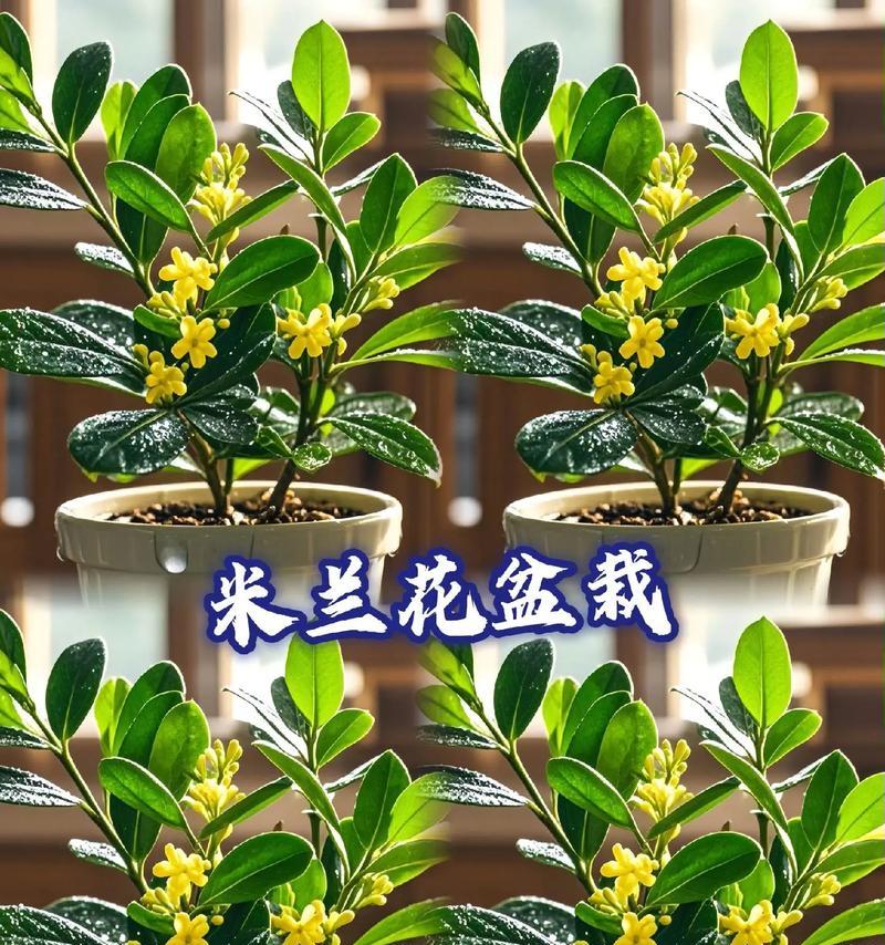 米兰花掉花的原因及解决方法是什么？