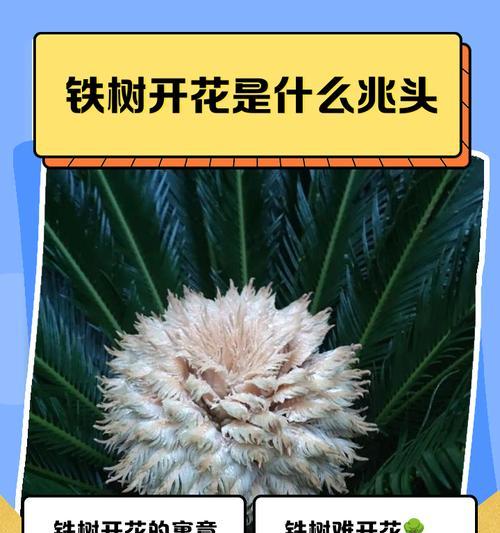 铁树开花罕见，它的花语有何深意？