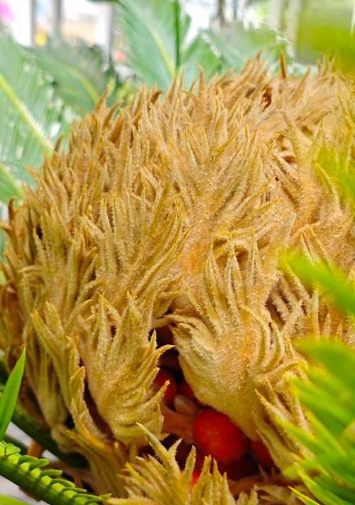 铁树开花罕见，它的花语有何深意？