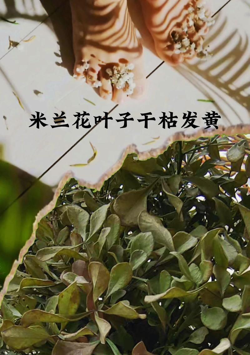 米兰花掉花的原因及解决方法是什么？