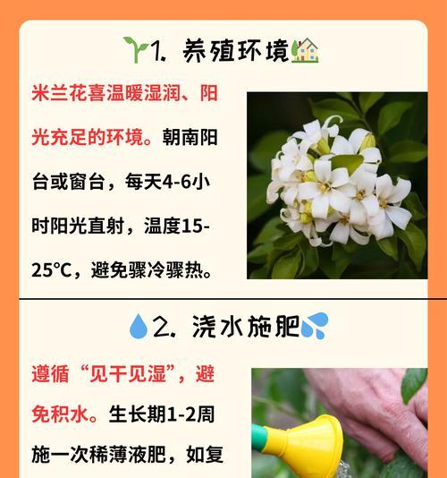 米兰花掉花的原因及解决方法是什么？