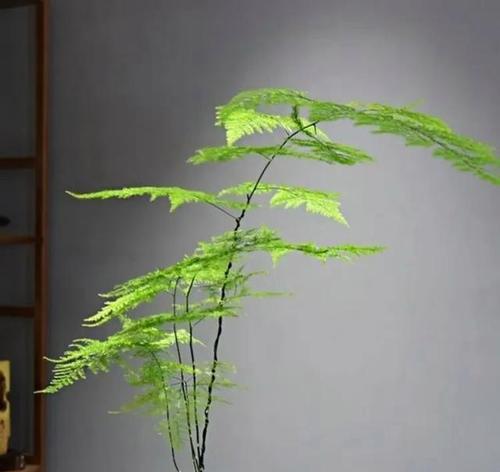 文竹养护有哪些讲究？怎样才能养出健康文竹？