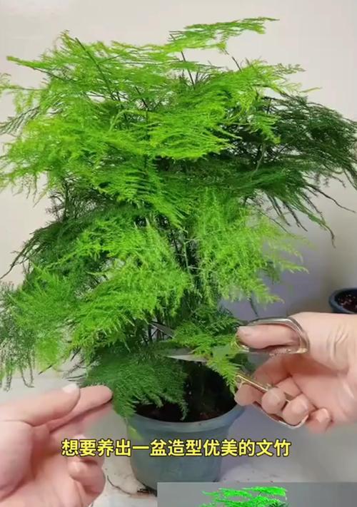 文竹养护有哪些讲究？怎样才能养出健康文竹？