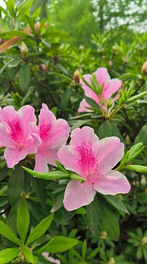 看不透的花语是什么意思？哪种花的含义难以捉摸？