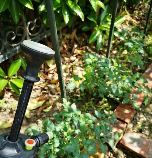 水桶下面的绿色植物是什么？它有哪些特别的养护要求？