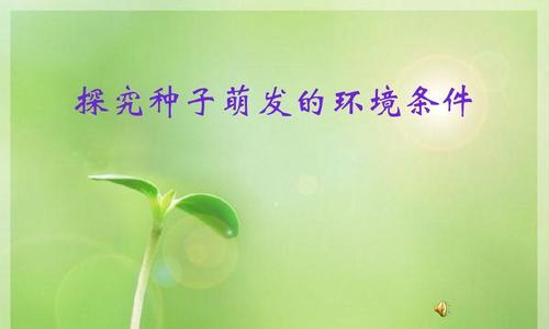 非洲茉莉发芽的条件是什么？