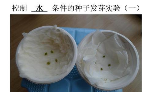 非洲茉莉发芽的条件是什么？