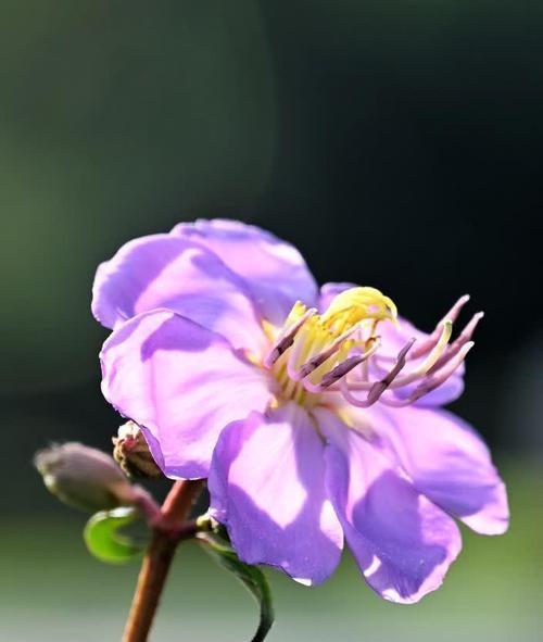 奇葩花朵的独特花语是什么？它们象征着什么？