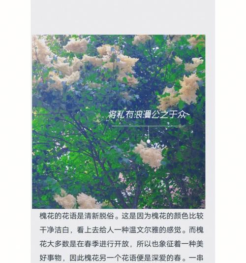 奇葩花朵的独特花语是什么？它们象征着什么？