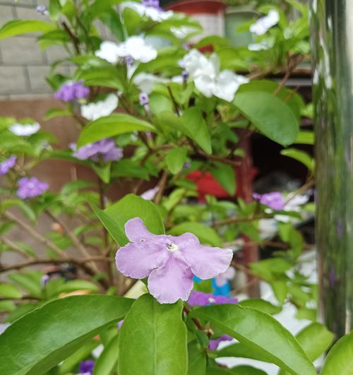 奇葩花朵的独特花语是什么？它们象征着什么？