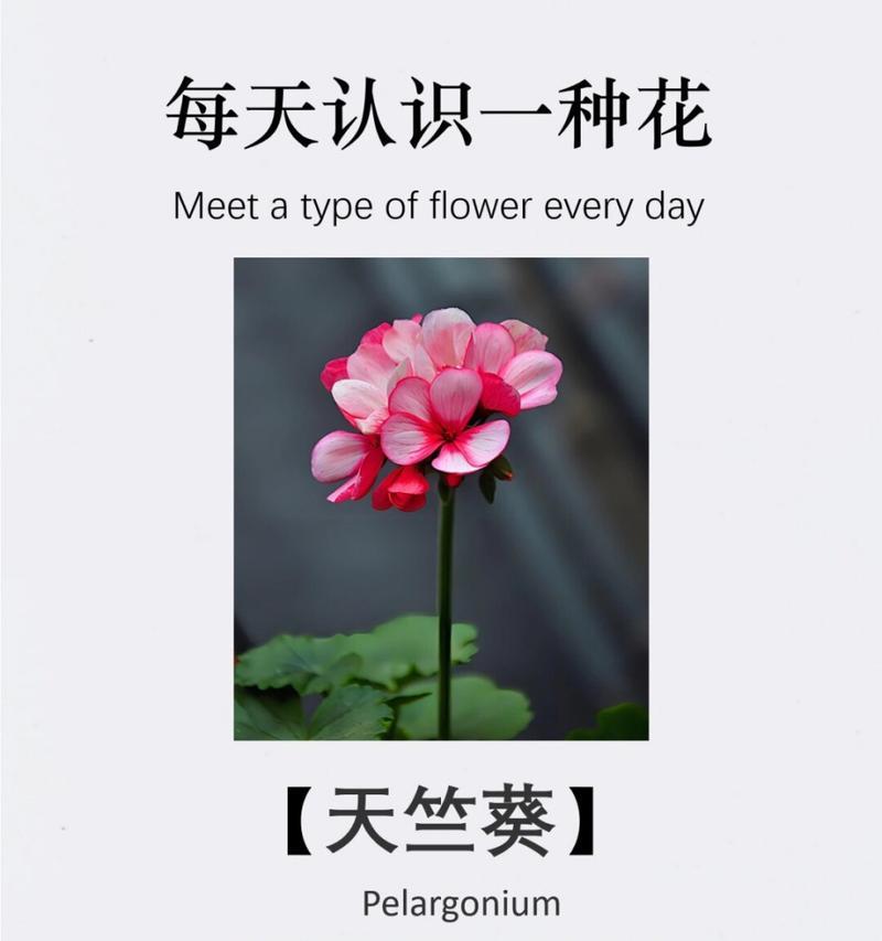 我可以做你的花语吗是什么？这句话的花语含义是什么？