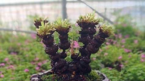 三叶草盆栽的日常养护要点是什么？如何促进开花？