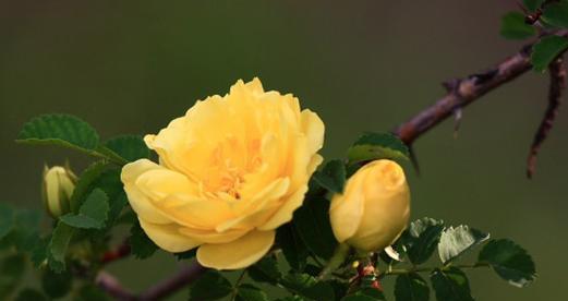 黄色玫瑰花27朵有何特殊含义？27朵黄色玫瑰的花语是什么？
