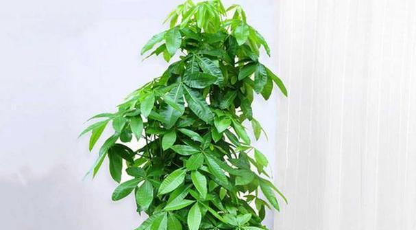 客厅适合摆放哪些植物？如何选择适合客厅环境的植物？