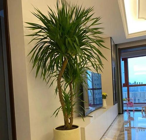 客厅适合摆放哪些植物？如何选择适合客厅环境的植物？